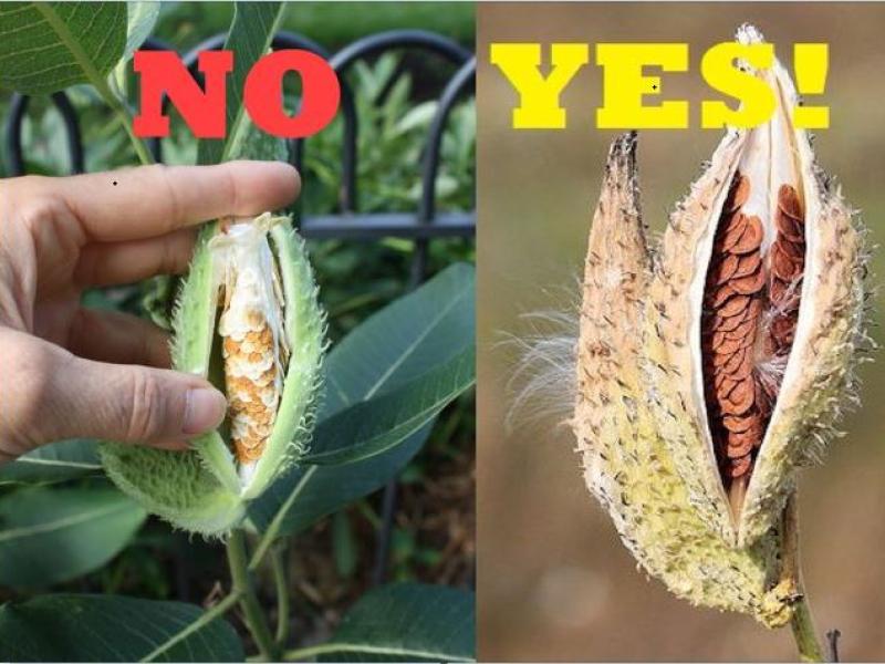 milkweed seed maturity