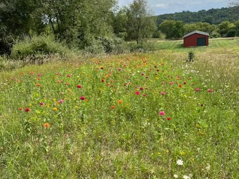 Pollinator planting