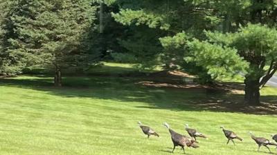 turkeys