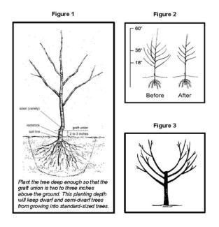 Pruning fruit trees