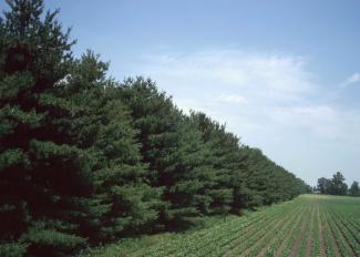 Windbreak of evergreen trees alongside cropland